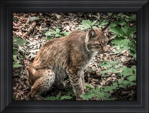 Framed Lynx Print