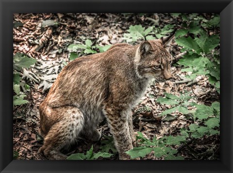 Framed Lynx Print