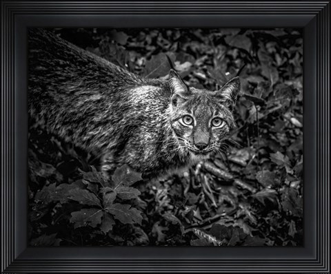 Framed Lynx Looking Up - Black &amp; White Print