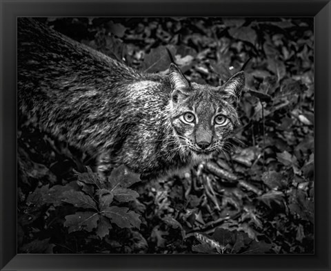 Framed Lynx Looking Up - Black &amp; White Print