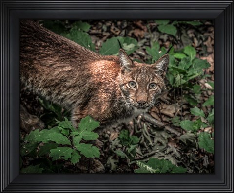 Framed Lynx Looking Up Print