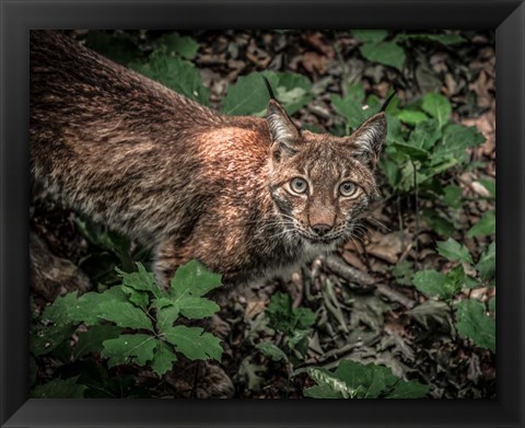 Framed Lynx Looking Up Print