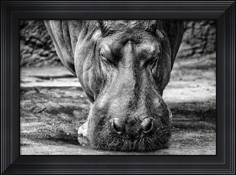 Framed Hippo - Black &amp; White Print