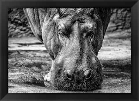 Framed Hippo - Black &amp; White Print