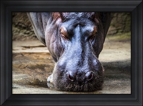 Framed Hippo Print