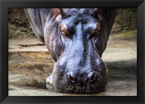 Framed Hippo Print