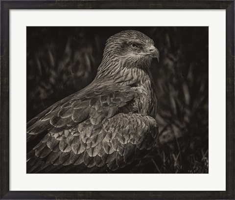 Framed Predator Bird Sepia Print