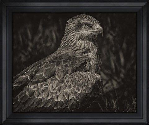 Framed Predator Bird Sepia Print