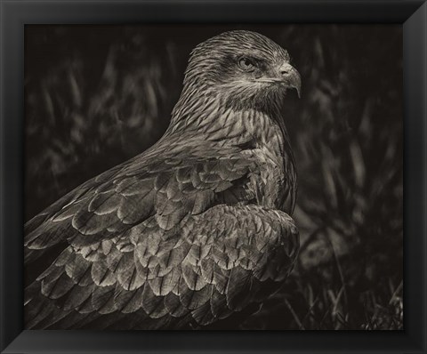 Framed Predator Bird Sepia Print