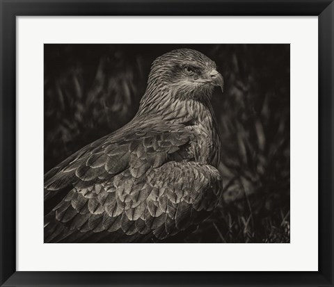 Framed Predator Bird Sepia Print