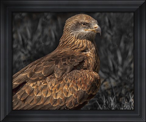 Framed Predator Bird Print