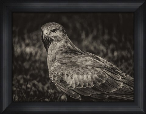 Framed Predator Bird  II Sepia Print