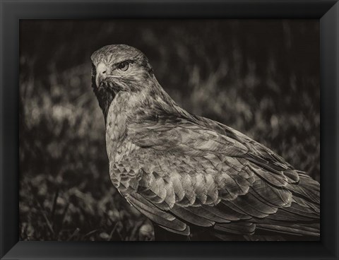 Framed Predator Bird  II Sepia Print