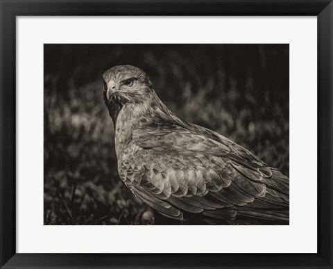 Framed Predator Bird  II Sepia Print