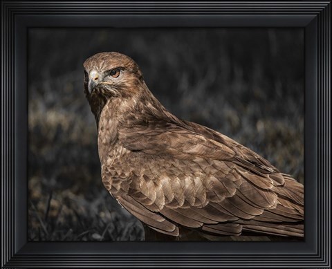 Framed Predator Bird II Print