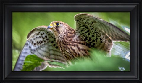 Framed Predator Bird Spreading it&#39;s Wings Print