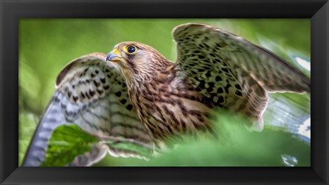 Framed Predator Bird Spreading it&#39;s Wings Print