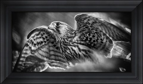 Framed Predator Bird Spreading it&#39;s Wings - Black &amp; White Print