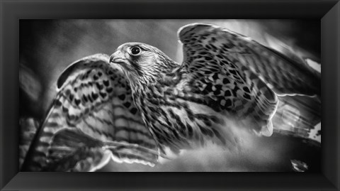 Framed Predator Bird Spreading it&#39;s Wings - Black &amp; White Print