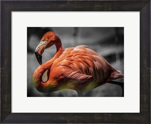 Framed Flamingo - Black &amp; White Print