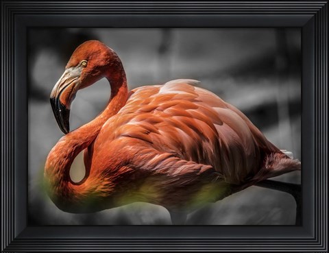 Framed Flamingo - Black &amp; White Print