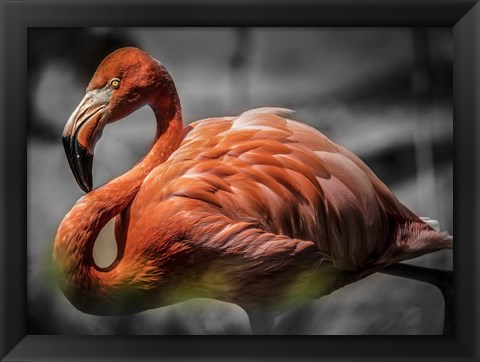 Framed Flamingo - Black &amp; White Print