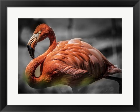 Framed Flamingo - Black &amp; White Print