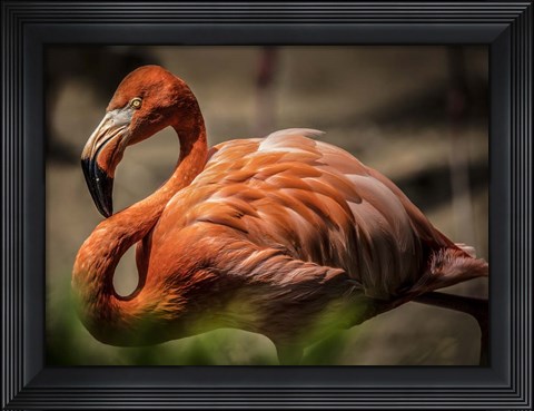 Framed Flamingo Print