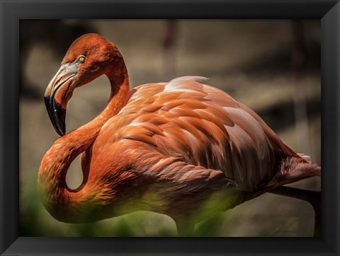 Framed Flamingo Print