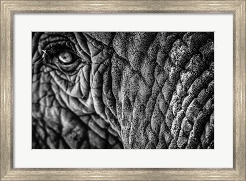 Framed Elephant Close Up - Black &amp; White Print