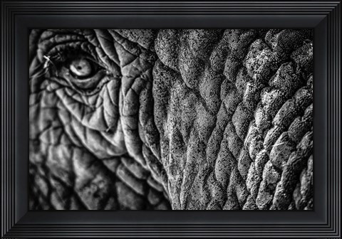 Framed Elephant Close Up - Black &amp; White Print