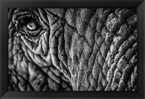 Framed Elephant Close Up - Black &amp; White Print