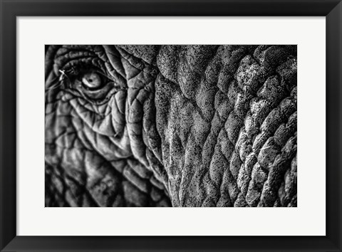 Framed Elephant Close Up - Black &amp; White Print