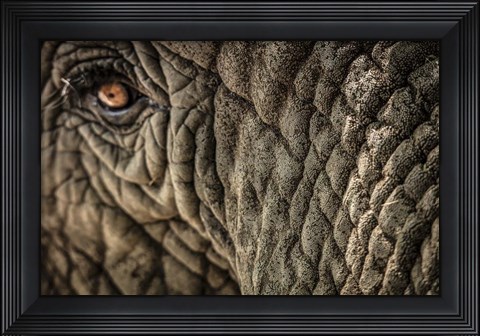 Framed Elephant Close Up Print