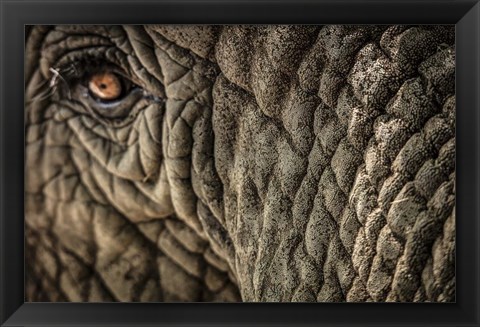 Framed Elephant Close Up Print