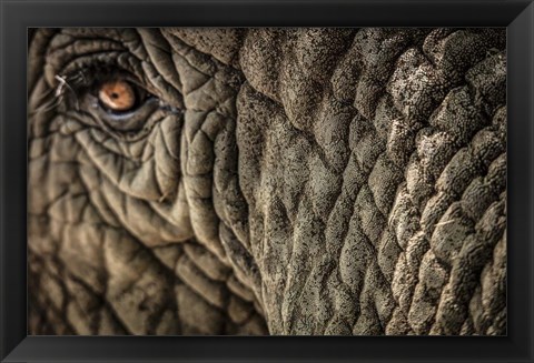 Framed Elephant Close Up Print