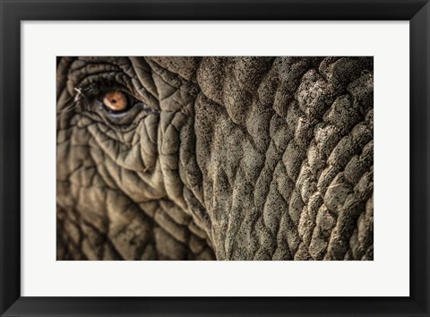Framed Elephant Close Up Print