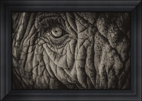 Framed Elephant Close Up II Sepia Print