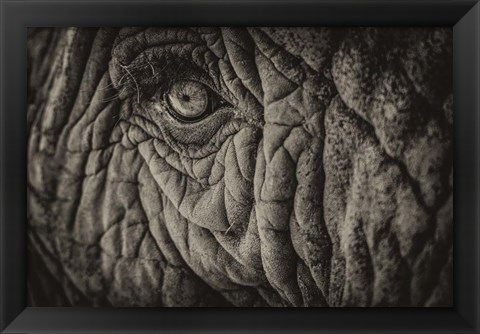 Framed Elephant Close Up II Sepia Print