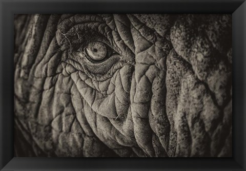 Framed Elephant Close Up II Sepia Print