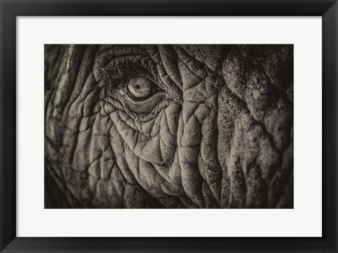 Framed Elephant Close Up II Sepia Print