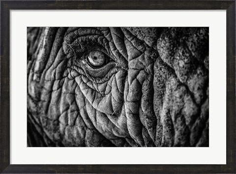 Framed Elephant Close Up II - Black &amp; White Print