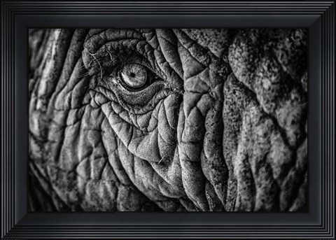 Framed Elephant Close Up II - Black &amp; White Print