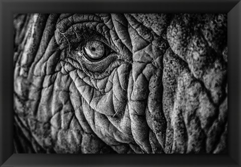 Framed Elephant Close Up II - Black &amp; White Print