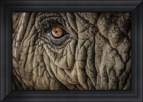 Framed Elephant Close Up II Print