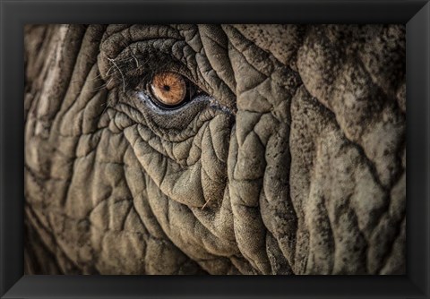 Framed Elephant Close Up II Print