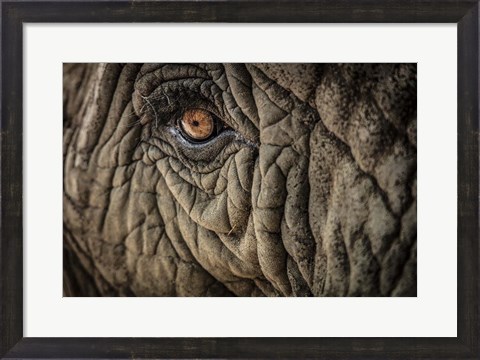 Framed Elephant Close Up II Print