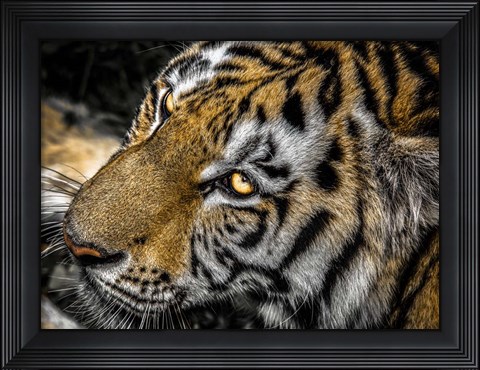 Framed Tiger Eyes Print