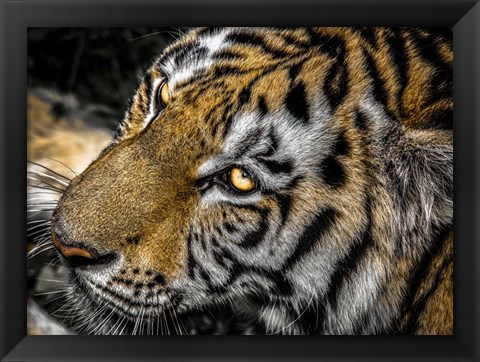 Framed Tiger Eyes Print