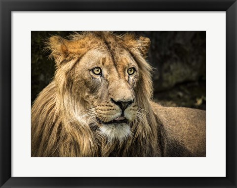 Framed Lion Print